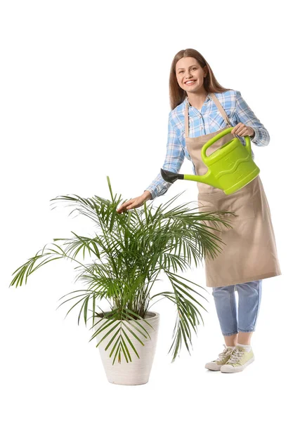 Junge Frau Mit Gießkanne Und Zimmerpflanze Auf Weißem Hintergrund — Stockfoto