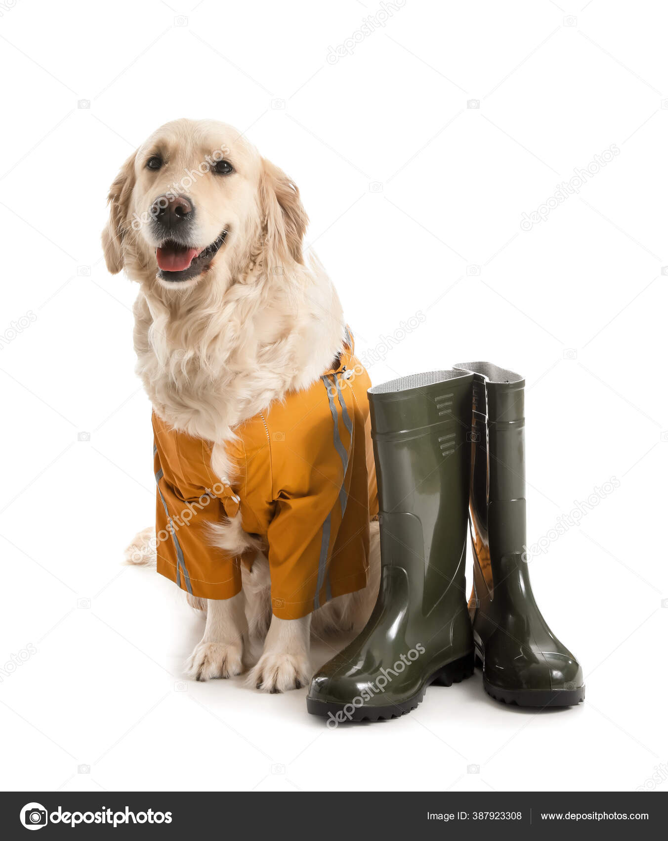 Funny Dog Raincoat Gumboots White Background Stock Photo by ©serezniy 387923308