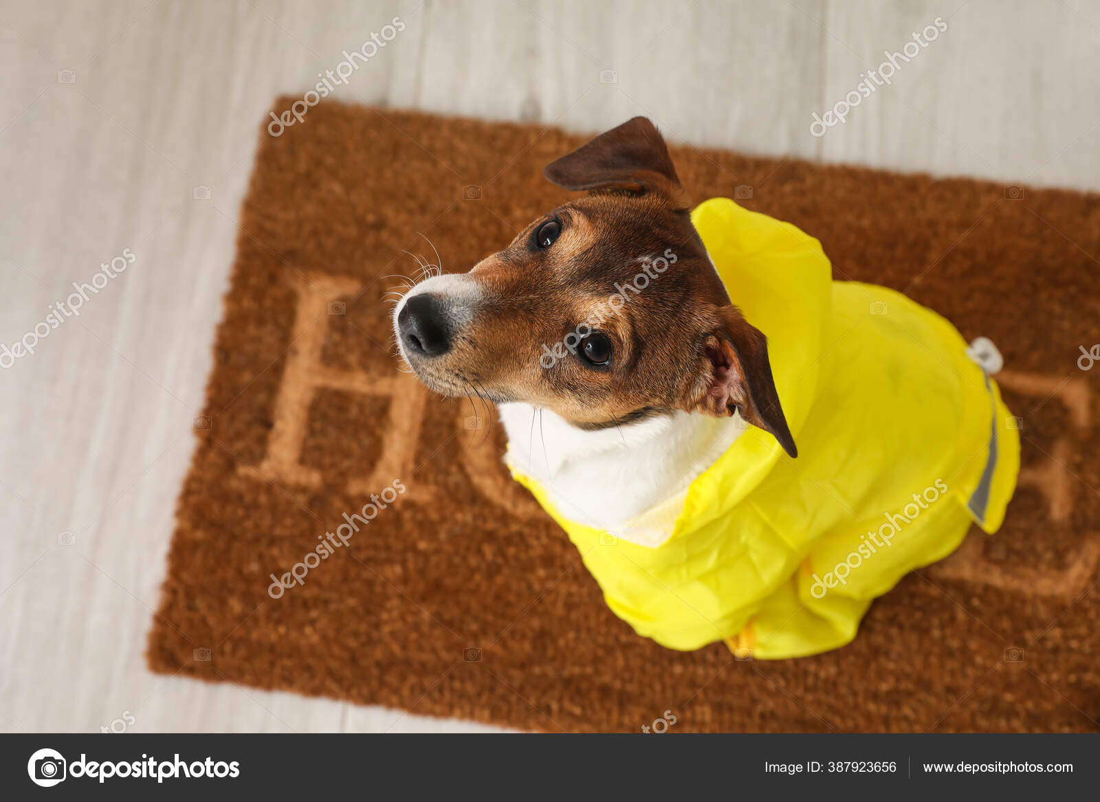 Funny Dog Wearing Raincoat Hall Stock Photo by ©serezniy 387923656