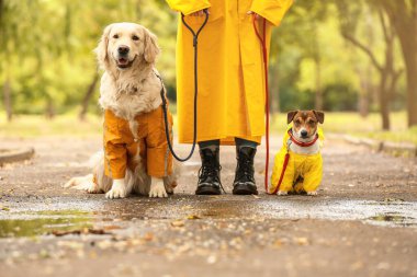 Yağmurluklu komik köpek ve sahibi dışarıda yürüyor.