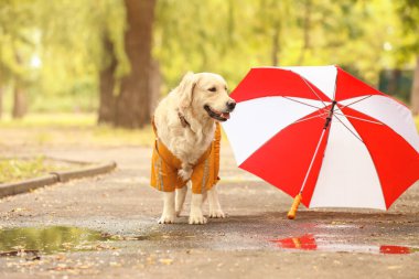 Yağmurluk giymiş komik köpek ve şemsiyesi açık havada.
