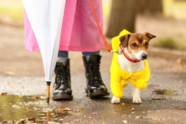 Yağmurluklu komik köpek ve sahibi dışarıda yürüyor.