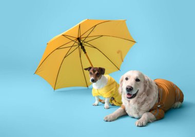 Yağmurluk giymiş komik köpekler ve arka planda şemsiyeyle