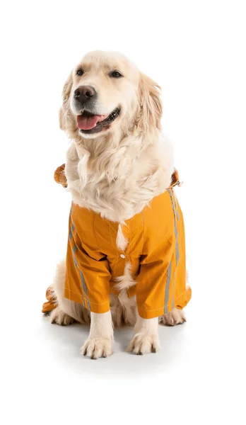 Cão Engraçado Capa Chuva Fundo Branco — Fotografia de Stock