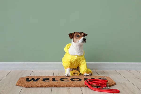 Funny Dog Raincoat Lead Color Wall — Stock Photo, Image