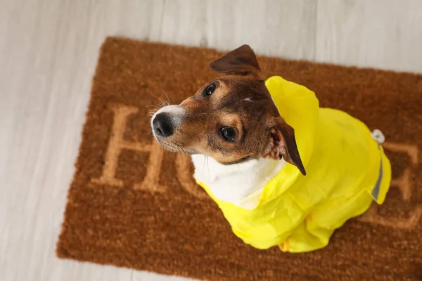 Cão Engraçado Vestindo Capa Chuva Salão — Fotografia de Stock
