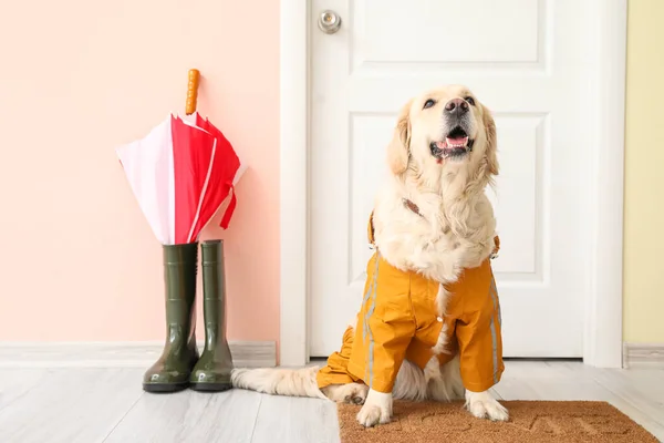 Funny Dog Wearing Raincoat Hall — Stock Photo, Image