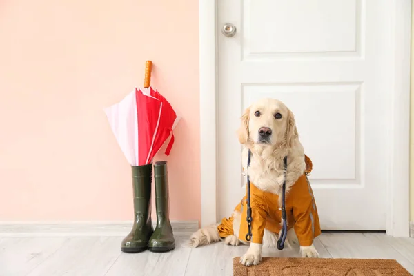 Funny dog wearing raincoat in hall