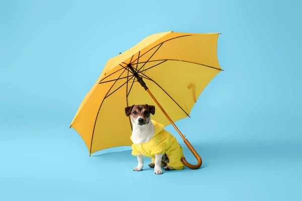 Cão Engraçado Capa Chuva Com Guarda Chuva Fundo Cor — Fotografia de Stock
