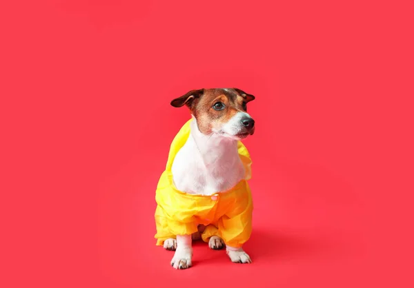 Funny Dog Raincoat Color Background — Stock Photo, Image