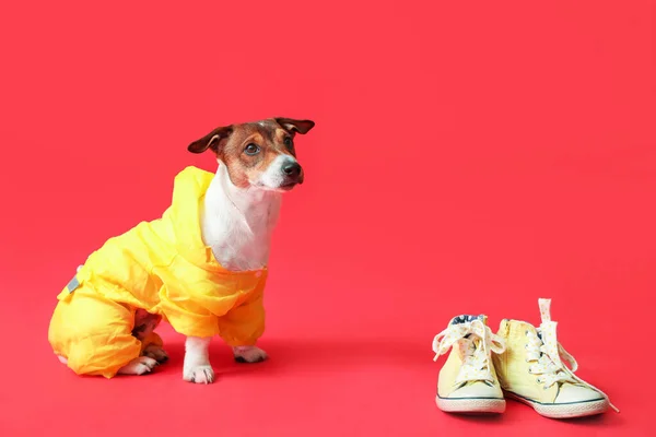 Funny Dog Raincoat Shoes Color Background — Stock Photo, Image