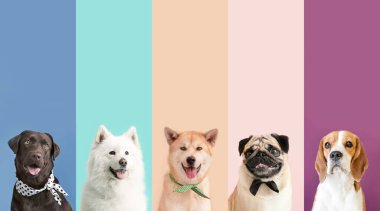 Farklı köpeklerle fotoğraf kolajı