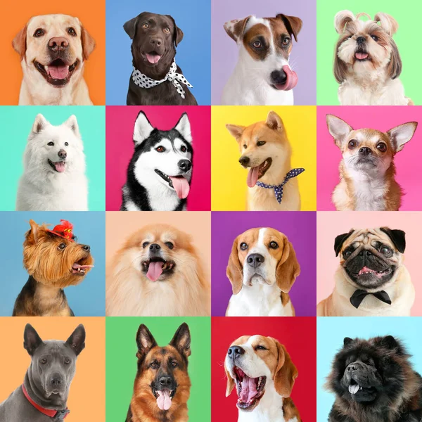 Kollázs Képek Különböző Kutyák — Stock Fotó