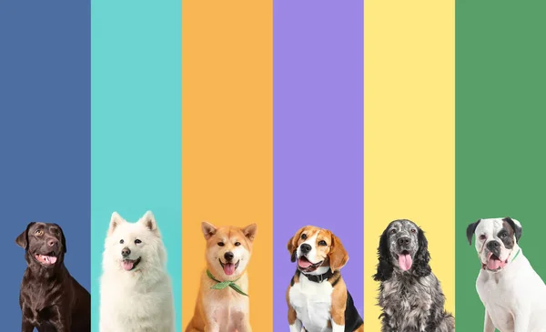 Collage Van Foto Met Verschillende Honden — Stockfoto