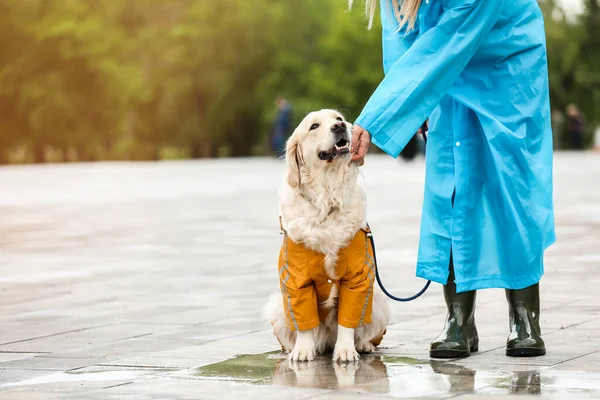 Cão Engraçado Proprietário Capas Impermeáveis Andando Livre — Fotografia de Stock