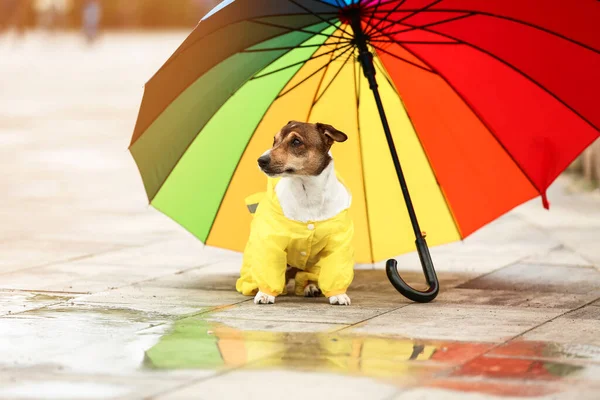 Cão Engraçado Capa Chuva Com Guarda Chuva Livre — Fotografia de Stock
