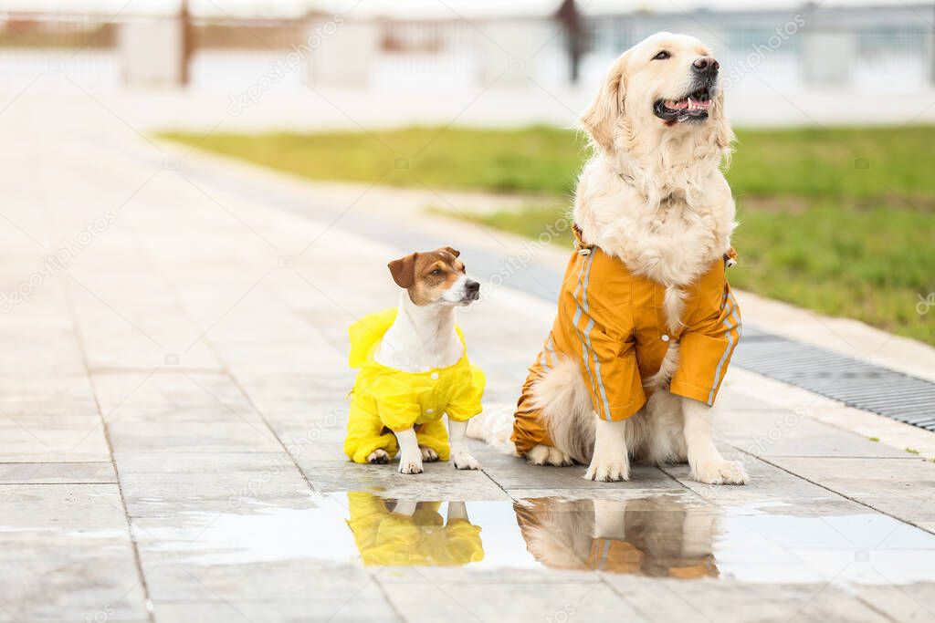 Funny dogs in raincoats walking outdoors