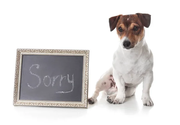 Söt Hund Och Tavlan Med Ordet Sorry Vit Bakgrund — Stockfoto