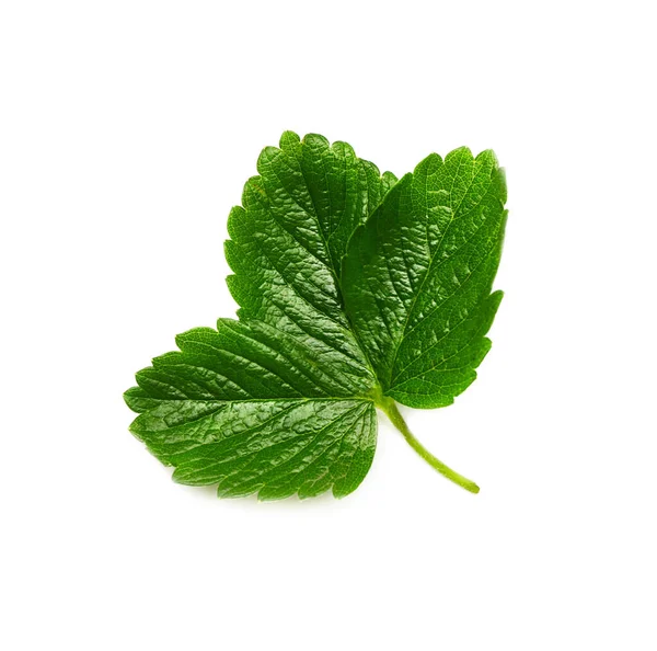 Green Strawberry Leaves White Background — Stock Photo, Image