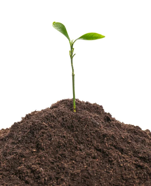 Heap Soil Plant White Background — Stock Photo, Image