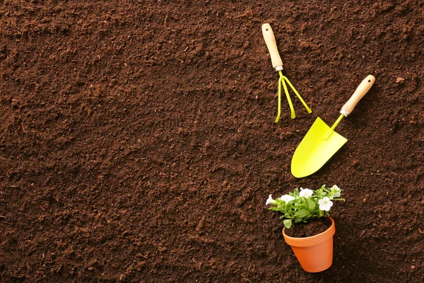 土壤上的植物和园艺工具 — 图库照片