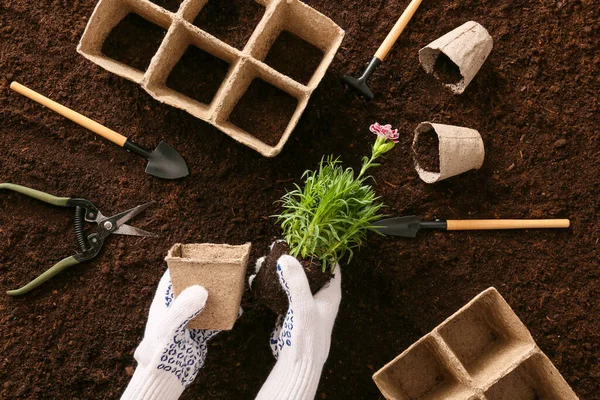 Female Gardener Planting Flowers Outdoors — Stock Photo, Image