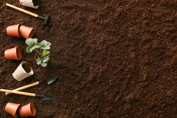 Conjunto Ferramentas Jardinagem Solo — Fotografia de Stock