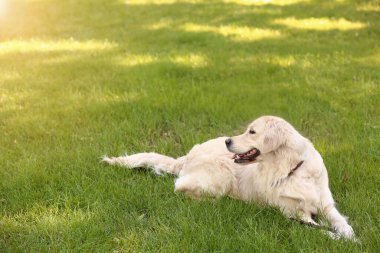 Parktaki yeşil çimlerde sevimli komik bir köpek.