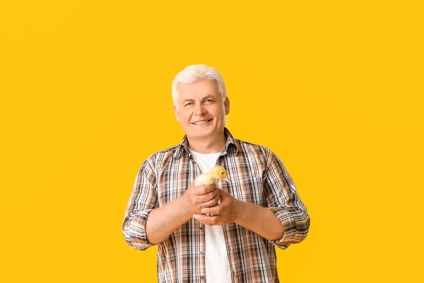 Senior Mann Mit Niedlichem Entlein Auf Farbigem Hintergrund — Stockfoto