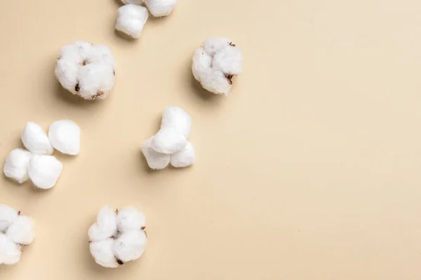 Cotton Balls Flowers Color Background — Stock Photo, Image