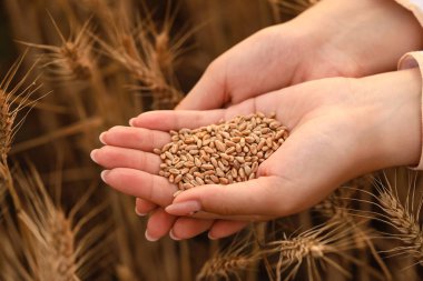 Buğday tarlasında tahıl yığınıyla kadın çiftçi