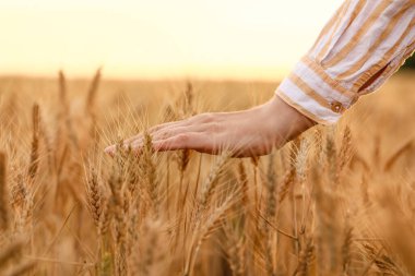 Buğday tarlasında kadın çiftçi
