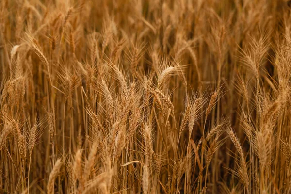 Altın Buğday Filizleri Tarlada — Stok fotoğraf