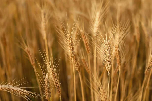 Golden Wheat Spikelets Field — Stock Photo, Image