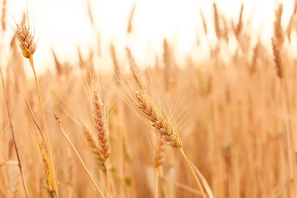 Gouden Tarwe Spikeletten Het Veld — Stockfoto