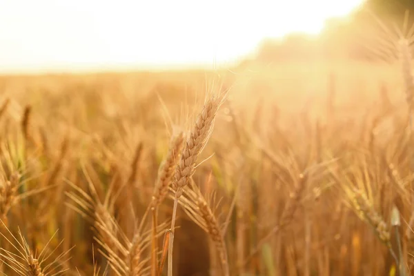 Gouden Tarwe Spikeletten Het Veld — Stockfoto