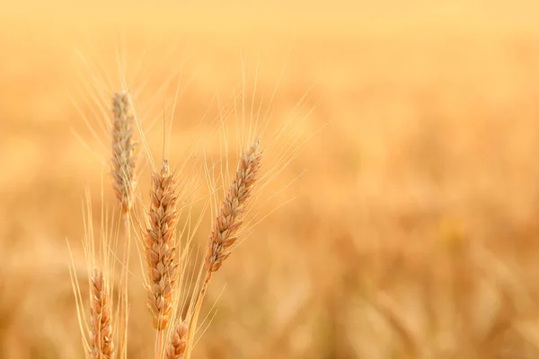 Gouden Tarwe Spikeletten Het Veld — Stockfoto