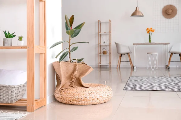 Zimmerpflanze Mit Weidenhocker Wohnzimmer — Stockfoto