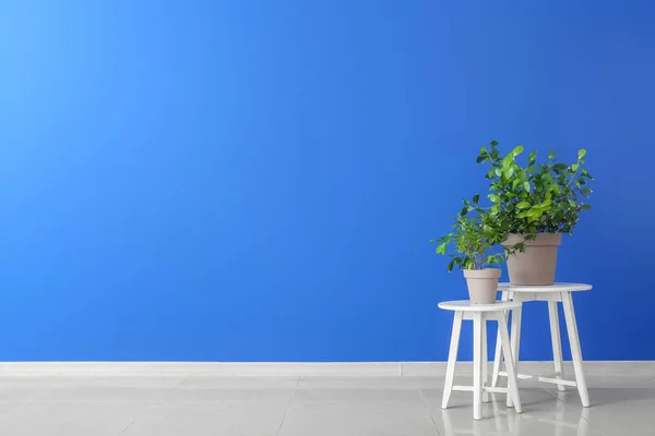 Tische Mit Zimmerpflanzen Der Nähe Der Farbwand Zimmer — Stockfoto