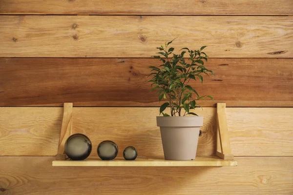 Shelf Houseplant Hanging Wooden Wall — Stock Photo, Image