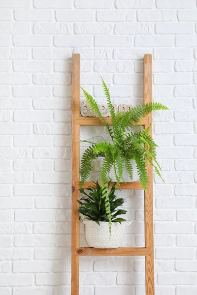 Escalera Con Plantas Interior Cerca Pared Ladrillo Blanco —  Fotos de Stock