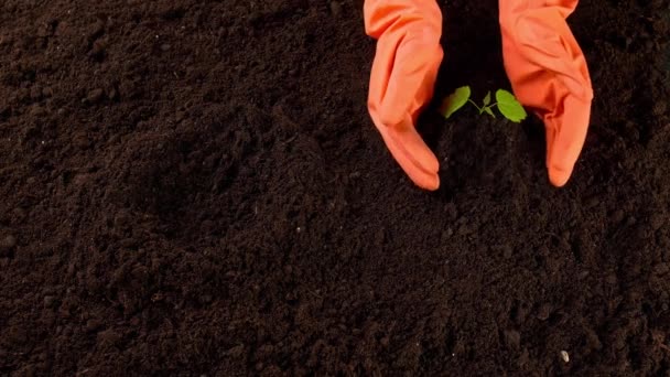Agronomist Transplanting Green Sprout Rich Soil — Stock Video