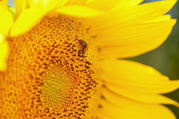 Arı Desenli Güzel Ayçiçeği Yakın Çekim Görüntüsü — Stok fotoğraf