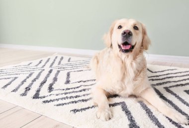 Evdeki yumuşak halıda sevimli komik bir köpek.