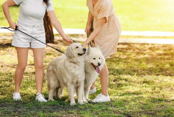 公園を歩くかわいい犬を持つ若い女性 — ストック写真