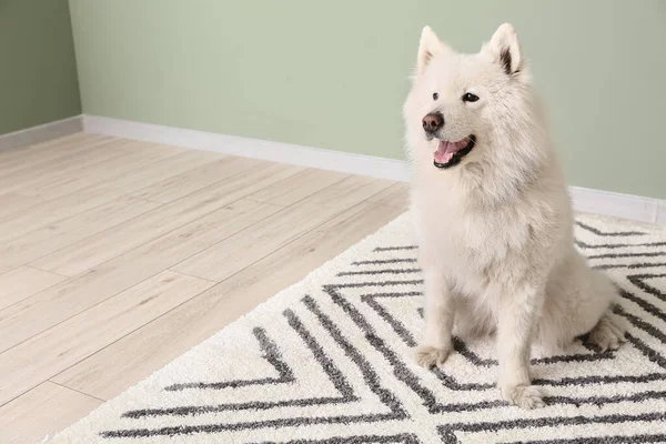 自宅で柔らかいカーペットの上でかわいい面白い犬 — ストック写真