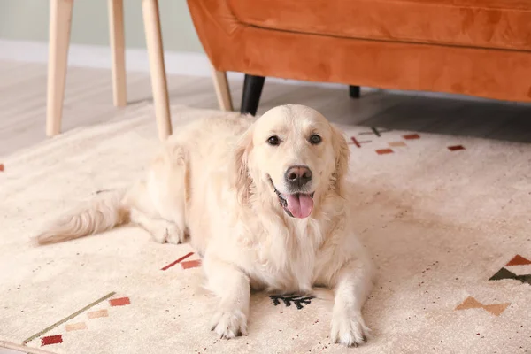 Anjing Lucu Lucu Karpet Lembut Rumah — Stok Foto