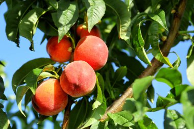 Yaz günü olgun şeftali dalları