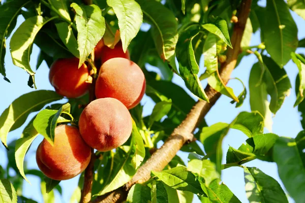 Branch Ripe Peaches Summer Day — Stock Photo, Image