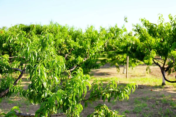 Peach Trees Summer Day — Stock Photo, Image